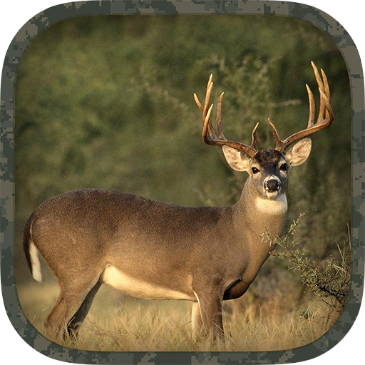 Whitetail Hunting Calls