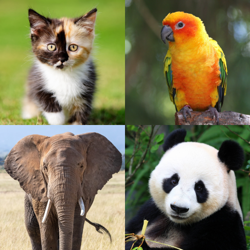 Guess the Animal: Photo Quiz