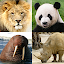 Animals Quiz - Learn All Mammals, Birds and more!