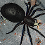 Spider Hunter Amazing City 3D
