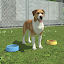 Pet Kingdom - Animal Simulator